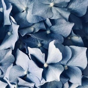 Meet your Posher, Jayne